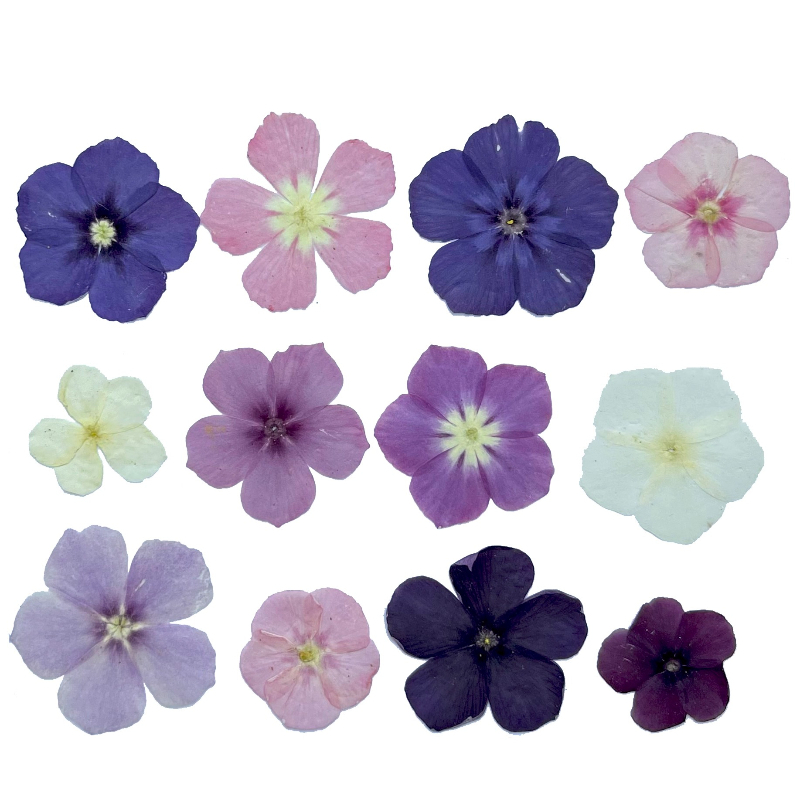 12pcs,Semi-Transparent Niche P – обзор и цена Resin Craft Ideas
