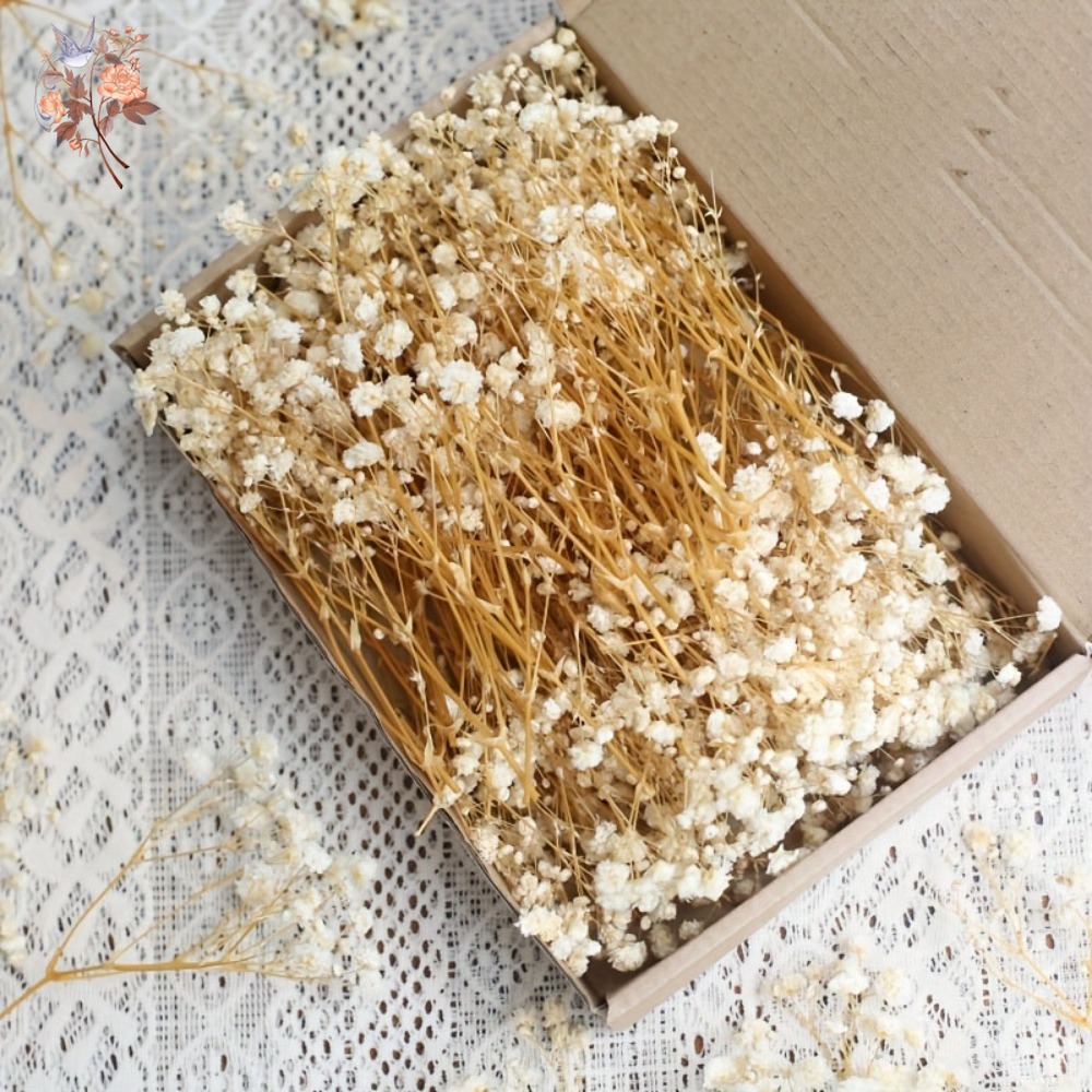 100pcs Mini Dried Baby's Breat – обзор и цена Resin Craft Ideas